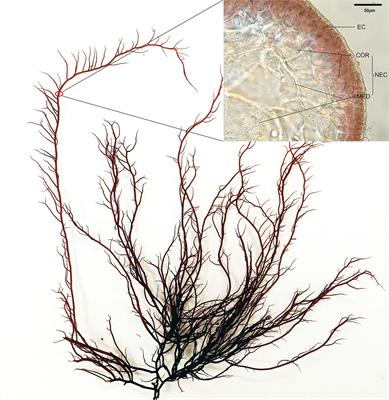 Single-cell transcriptome sequencing revealing the difference in photosynthesis and carbohydrate metabolism between epidermal cells and non-epidermal cells of Gracilariopsis lemaneiformis (Rhodophyta)